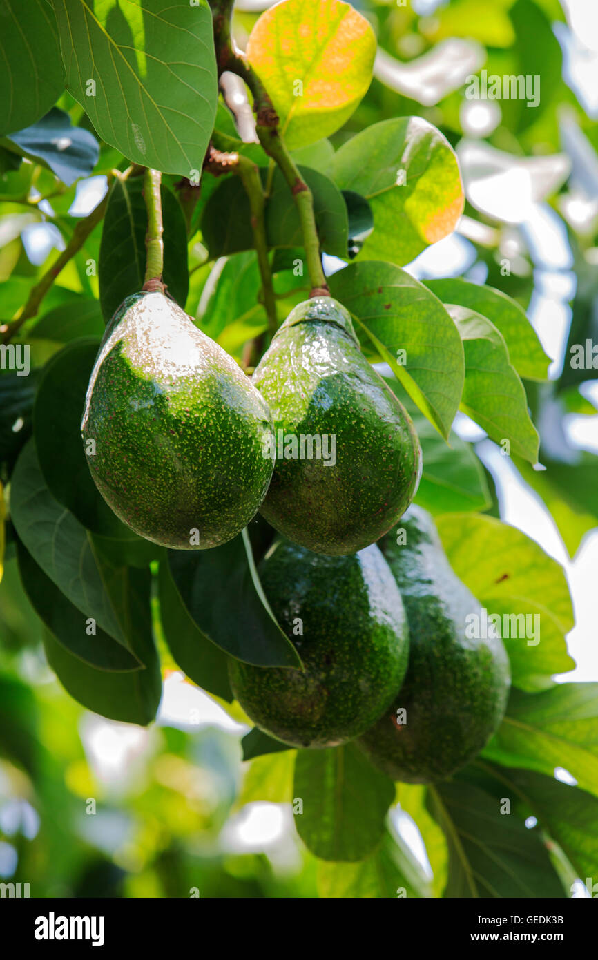 avocado organic fruit at Ben Tre, Vietnam Stock Photo Alamy