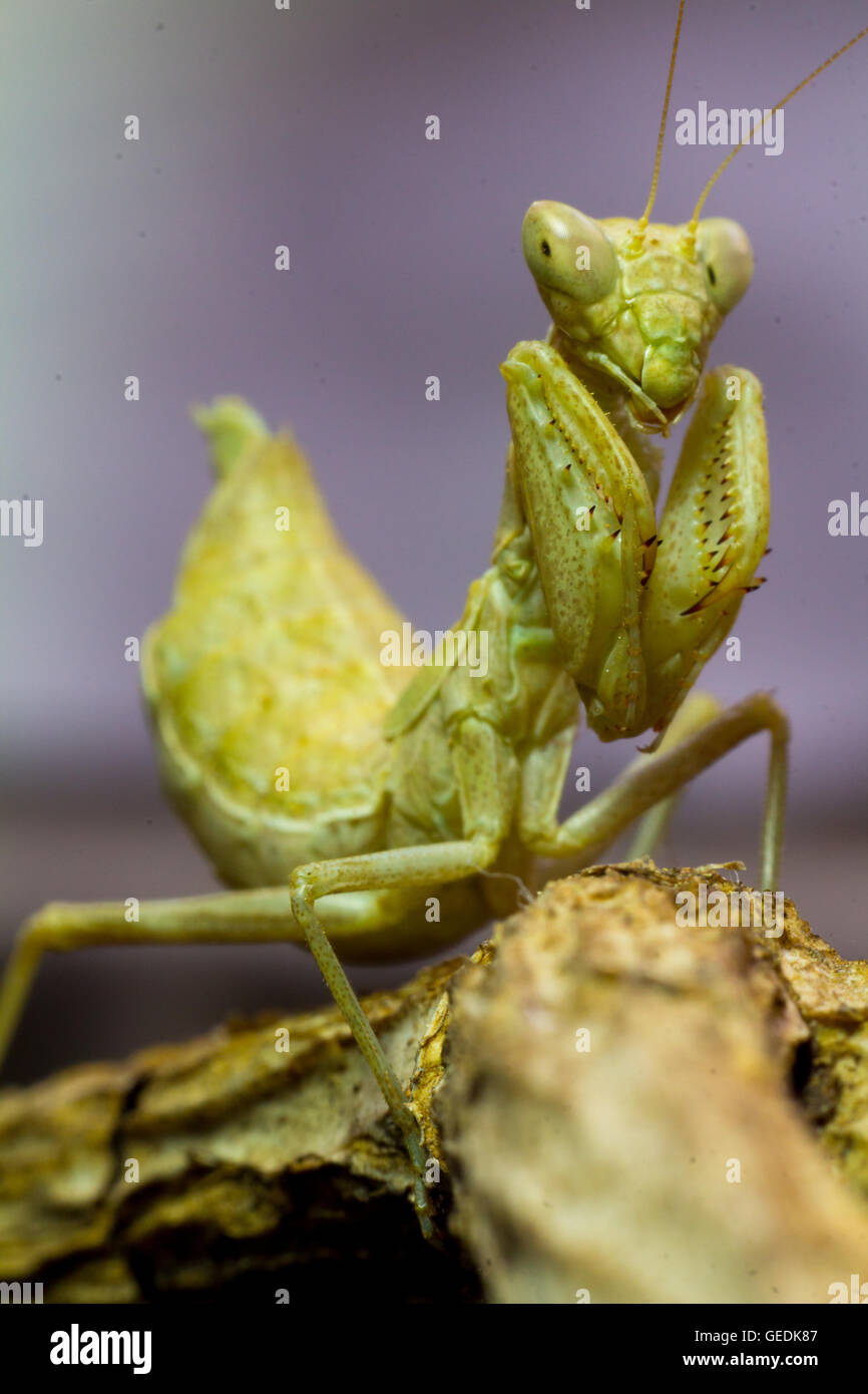 Macro image of an insect Praying mantis Stock Photo