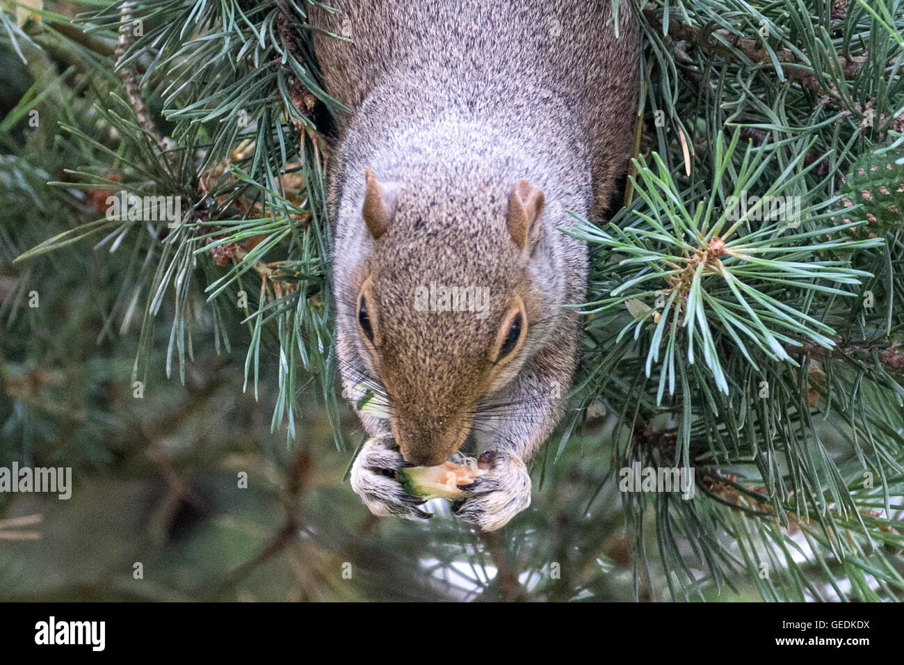 Eat pine cones hires stock photography and images Alamy