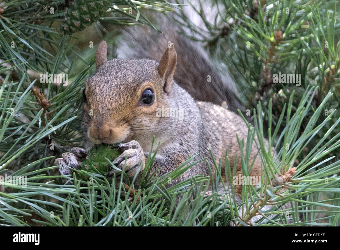 Squirrel in Pine Tree campestre.al.gov.br