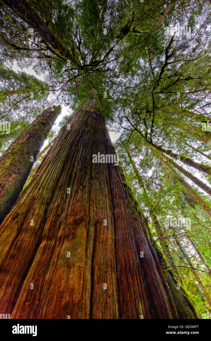 geography / travel, Canada, British Columbia, Looking up towards the forest canopy from the base of a tall western redcedar tree (western red cedar), Thuja plicata, along the Rainforest Trail of the coastal rainforest in Pacific Rim National Park, Long Be Stock Photo