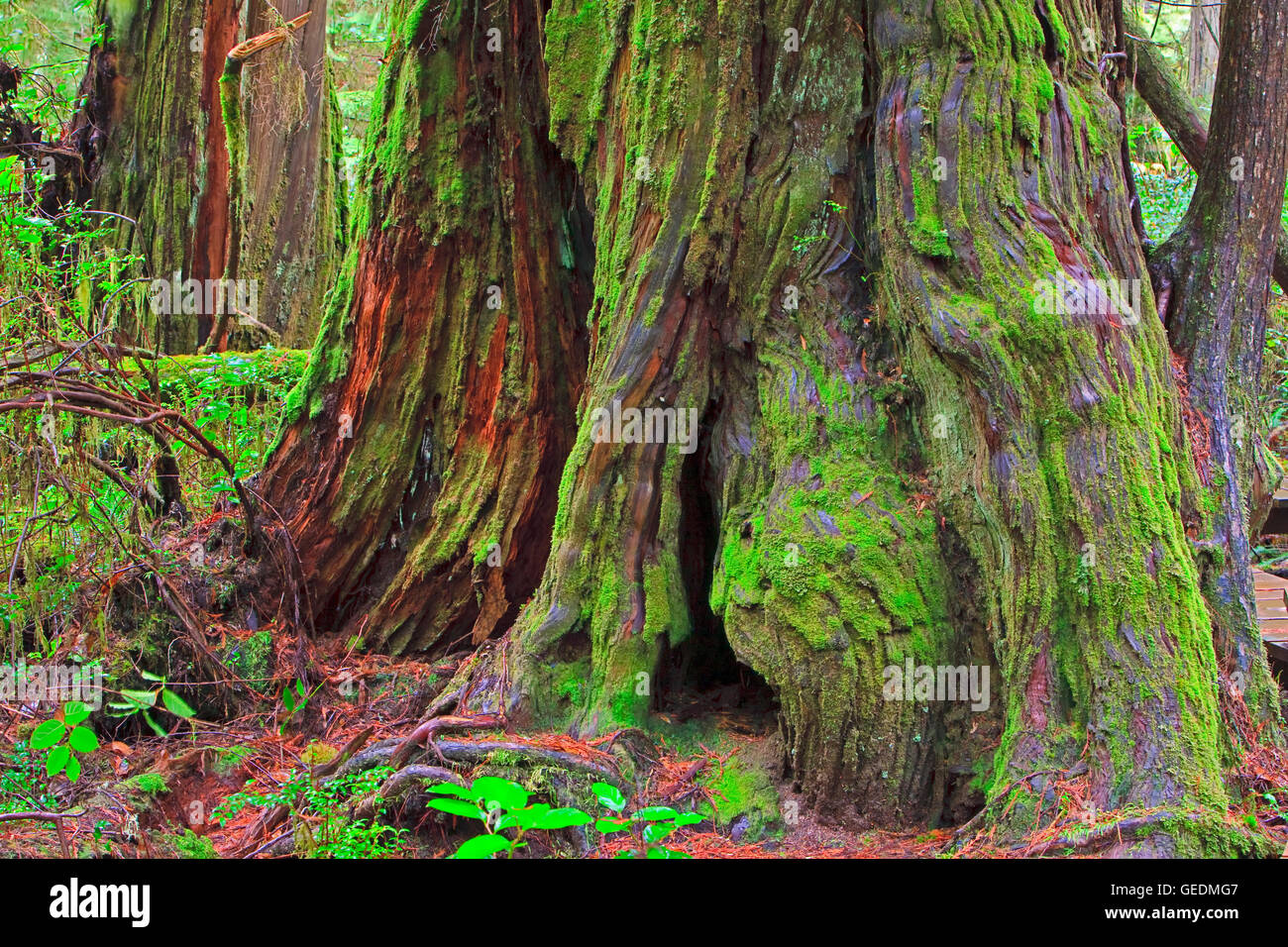 geography / travel, Canada, British Columbia, Moss covered base of a large western redcedar tree (western red cedar), Thuja plicata, along the Rainforest Trail in the coastal Stock Photo