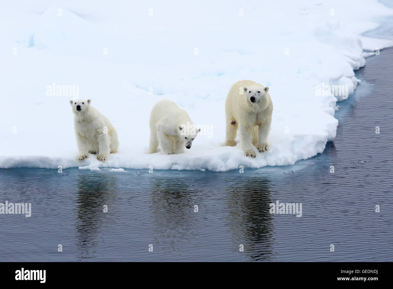 Mother and two Polar Bear cubs on arctic pack ice Stock Photo - Alamy