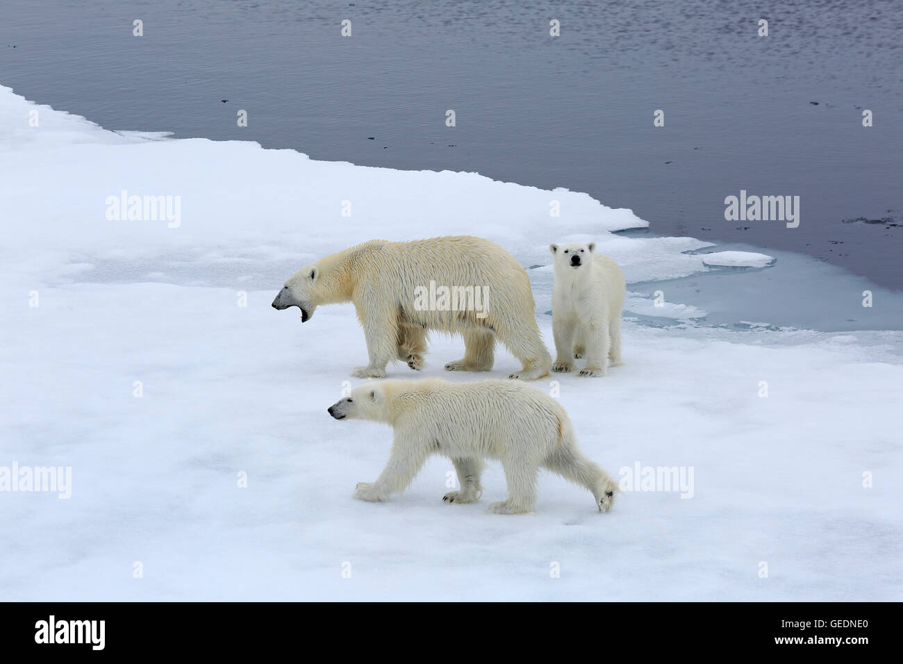 Mother and two Polar bear cubs on arctic pack ice Stock Photo - Alamy