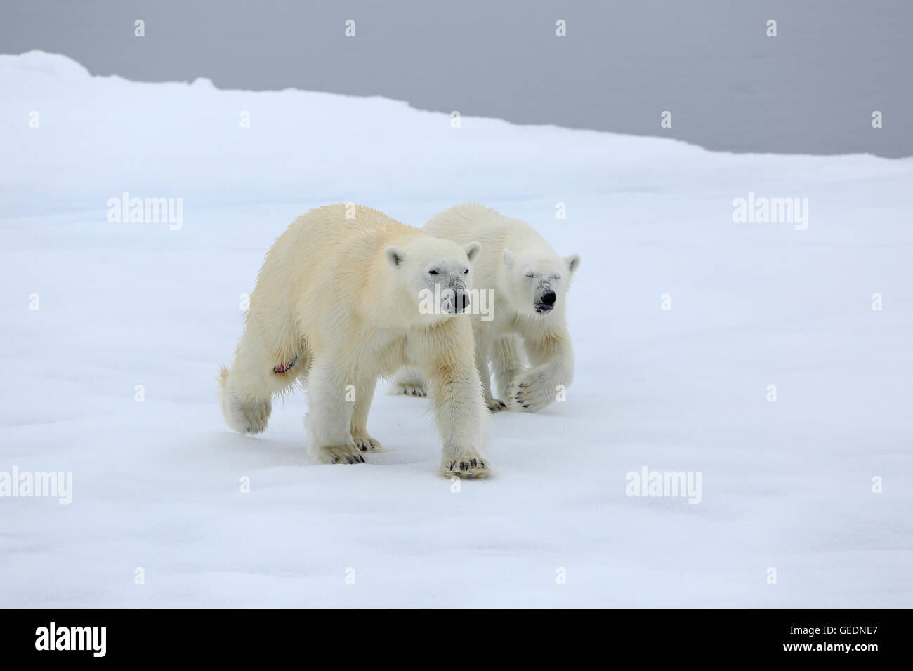 Polar Bear and cub walking on arctic pack ice Stock Photo - Alamy