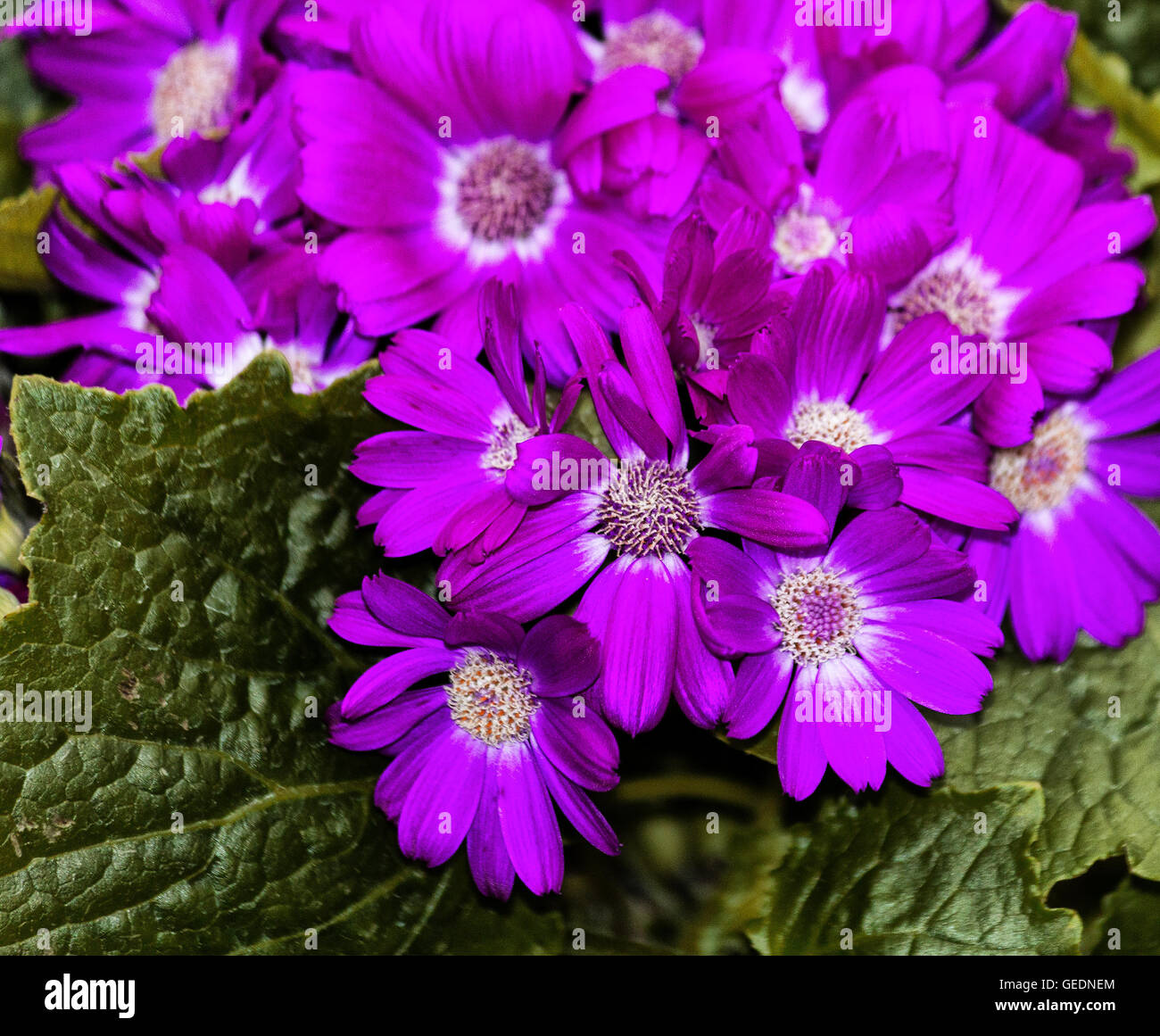 Purple flowering Senecio cruentus flower Stock Photo