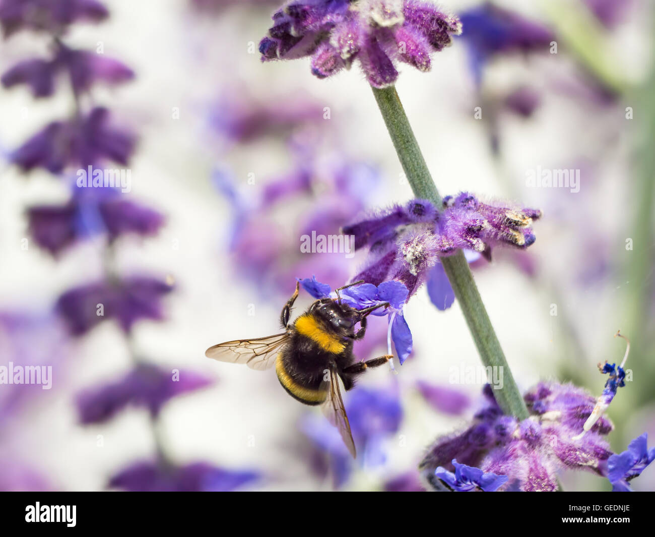 Bumblebee pollinating garden flowers Stock Photo