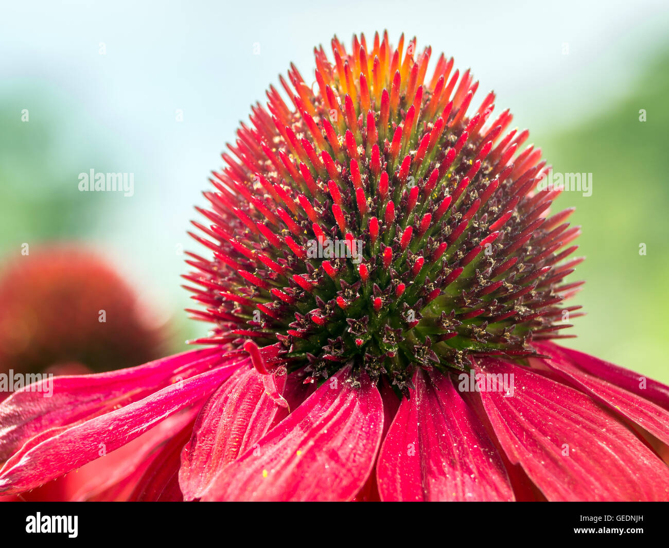 Echinacea spring hires stock photography and images Alamy