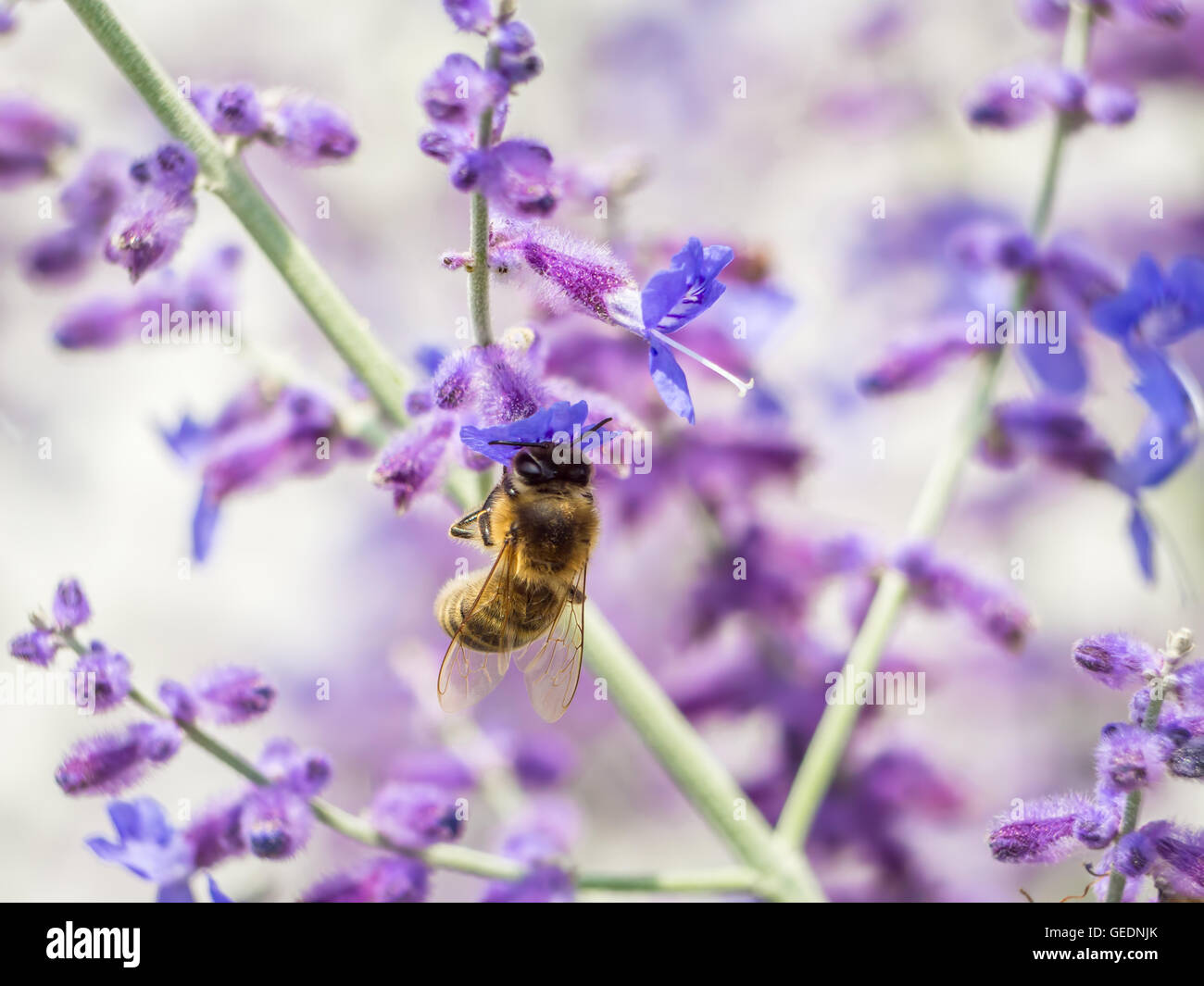 Bee pollinating garden flowers Stock Photo - Alamy