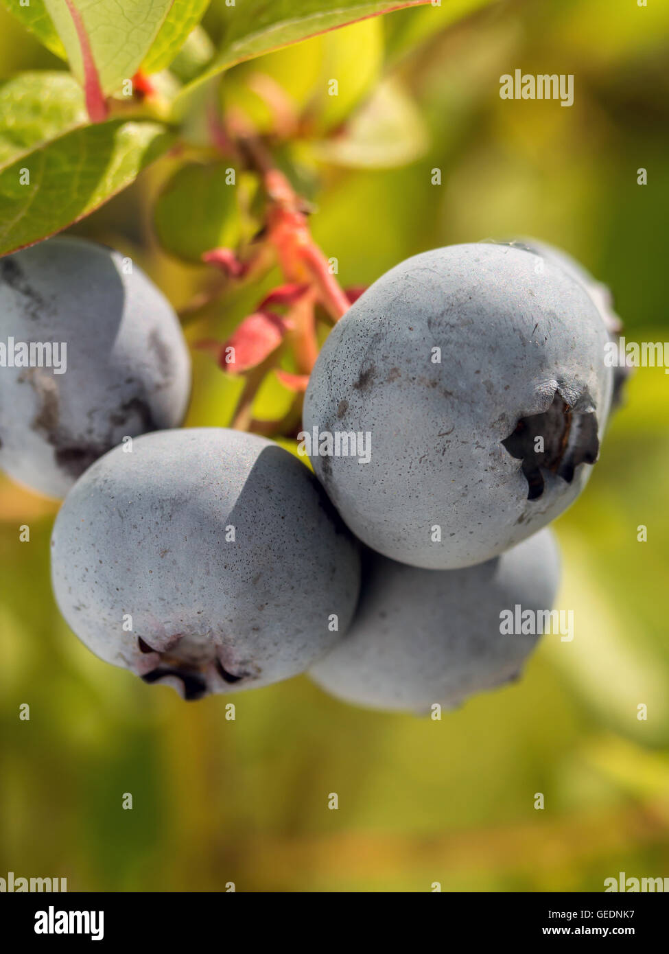Closeup of American blueberries ripening on bush Stock Photo