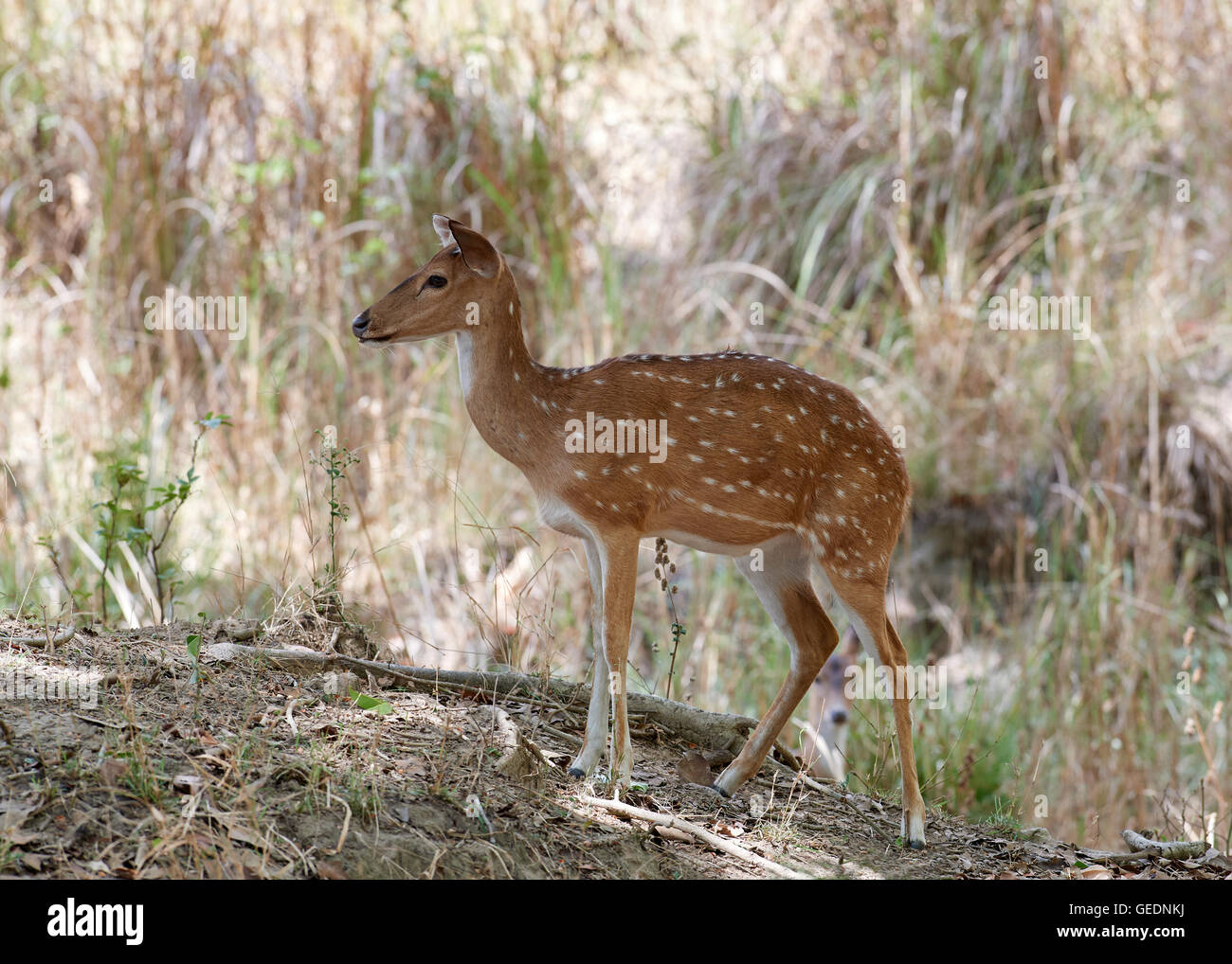 young Chital (Axis axis) also known as spotted deer Stock Photo Alamy