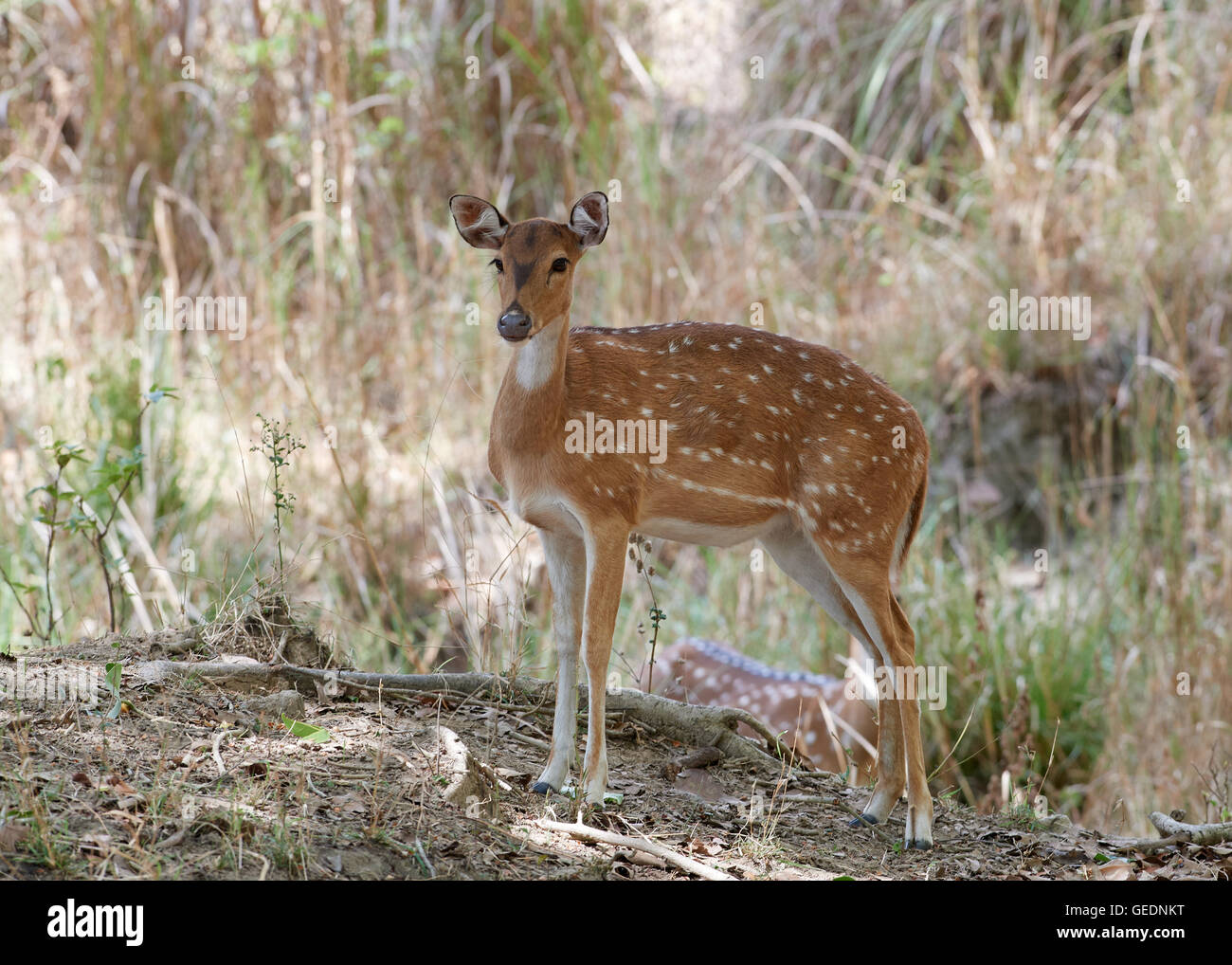 young Chital (Axis axis) also known as spotted deer Stock Photo Alamy