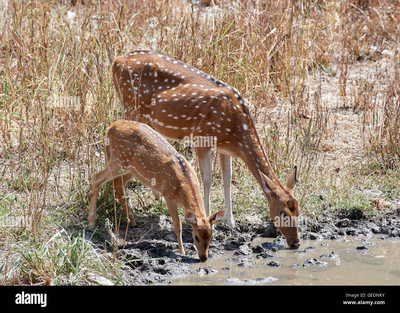 Chital (Axis axis) also known as spotted deer mother and baby drinking