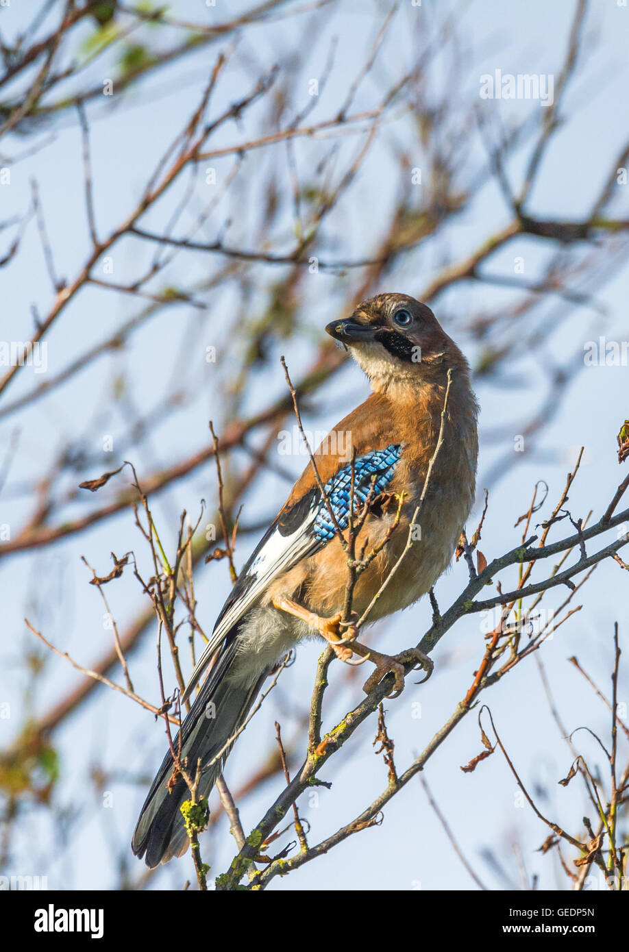 Juvenile Jay perched on a branch eating a damselfly. Stock Photo