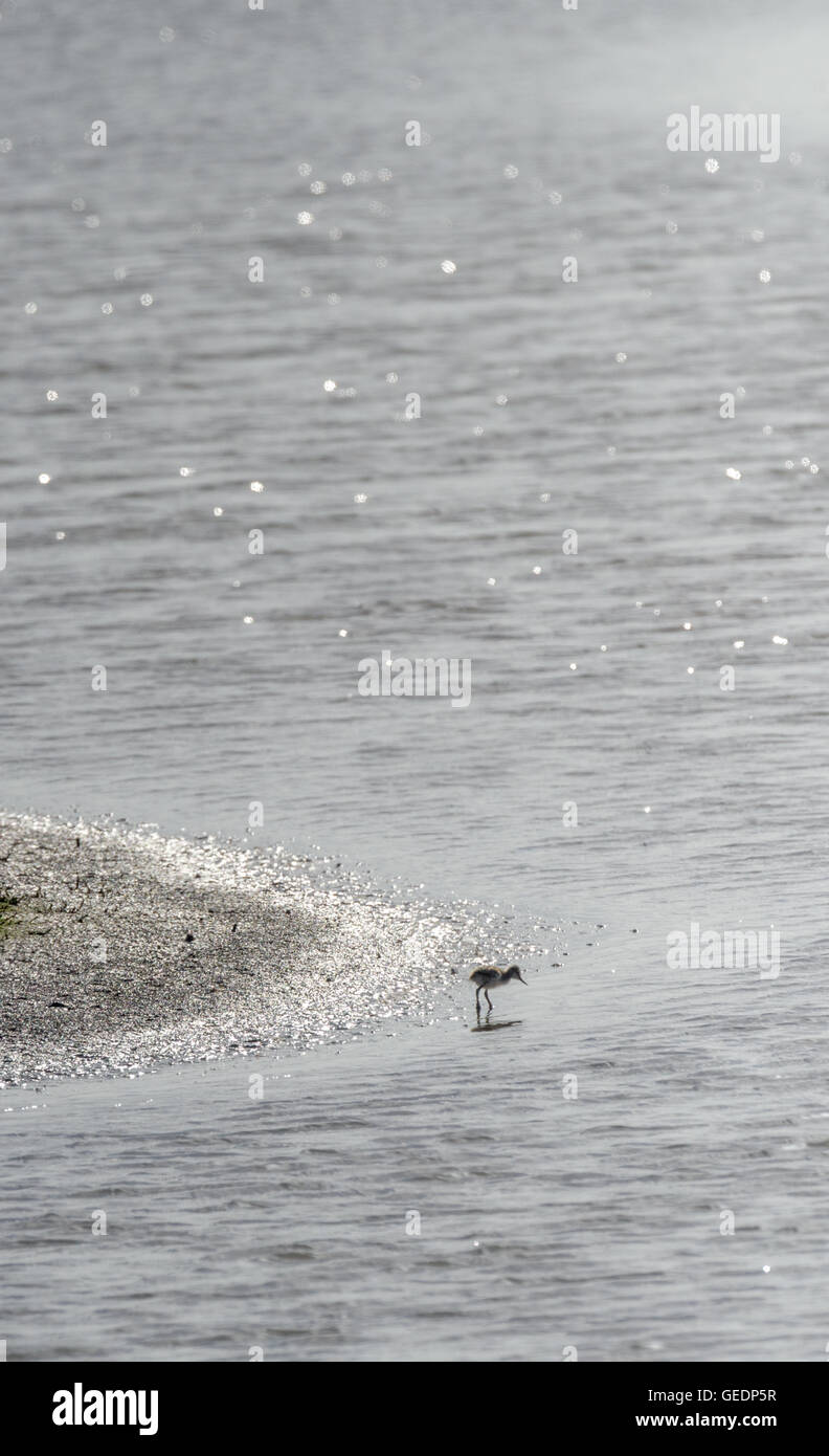 Avocet chick alone on a beach searching for food. Stock Photo