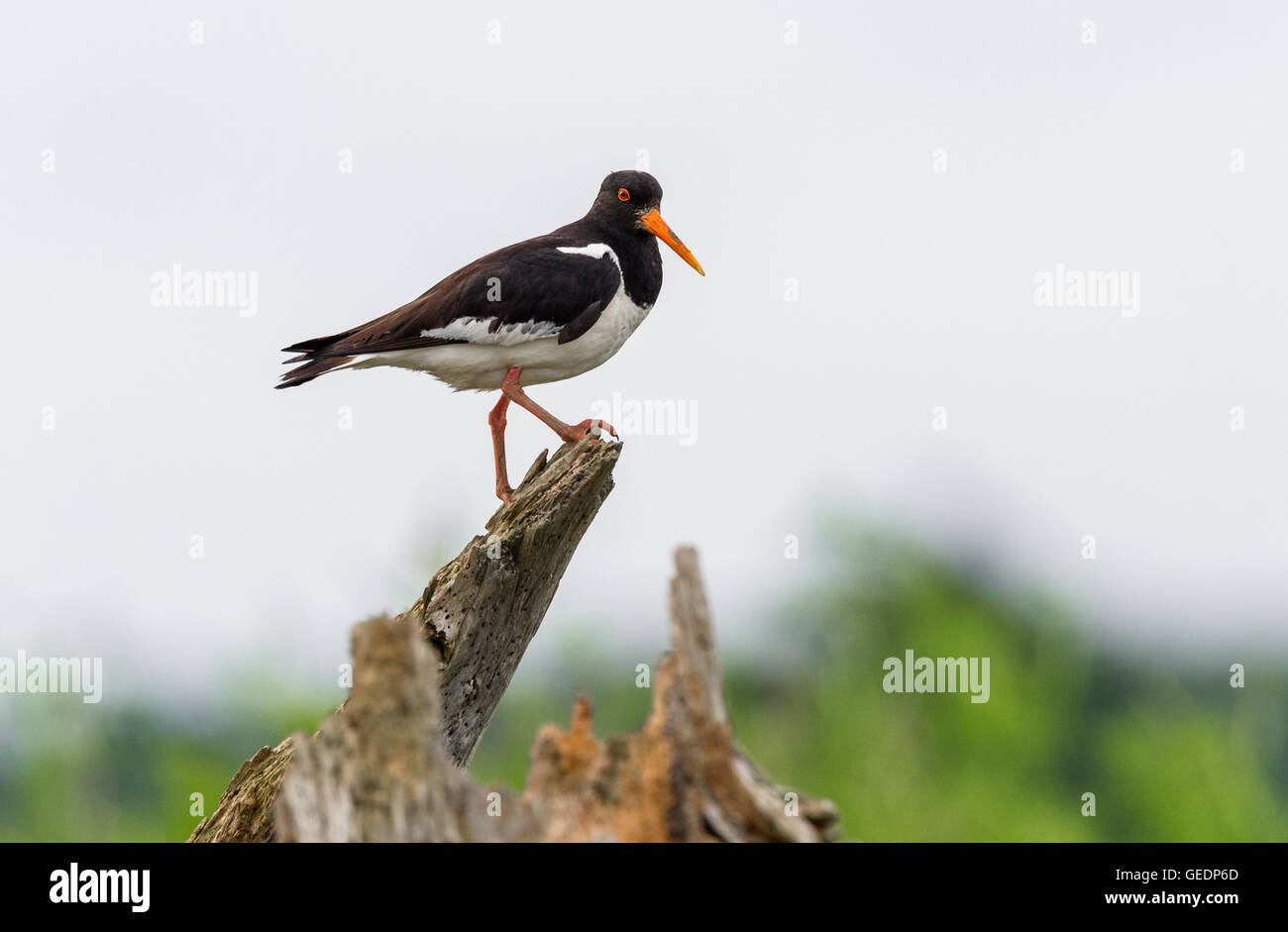 Oystercatcher perched on top of decaying tree trunk. Stock Photo