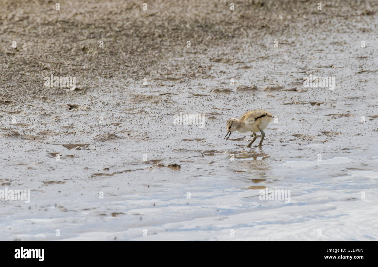 Avocet chick alone on a beach searching for food. Stock Photo