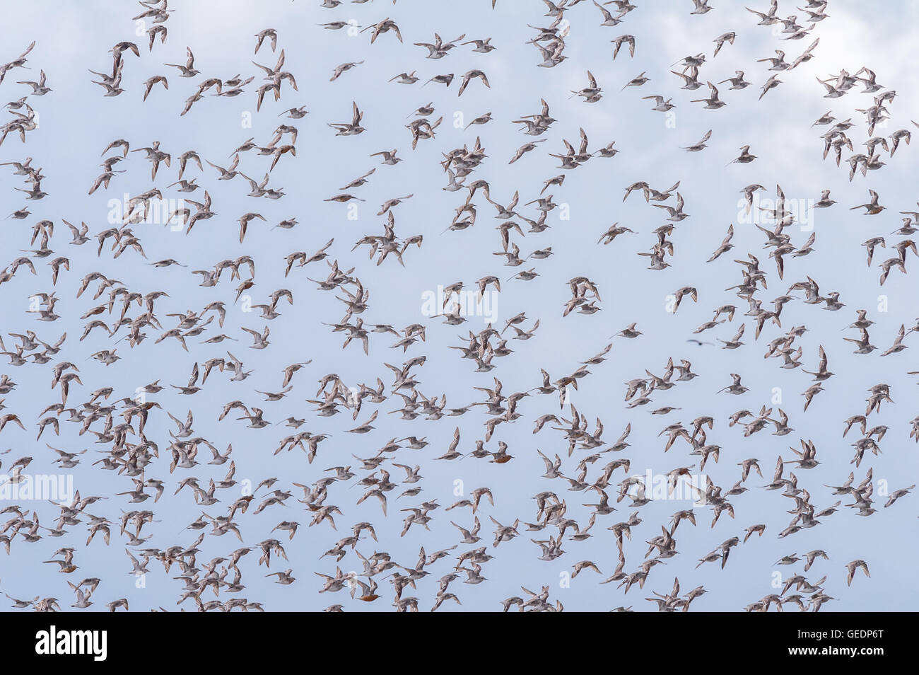Knots flying hi-res stock photography and images - Alamy