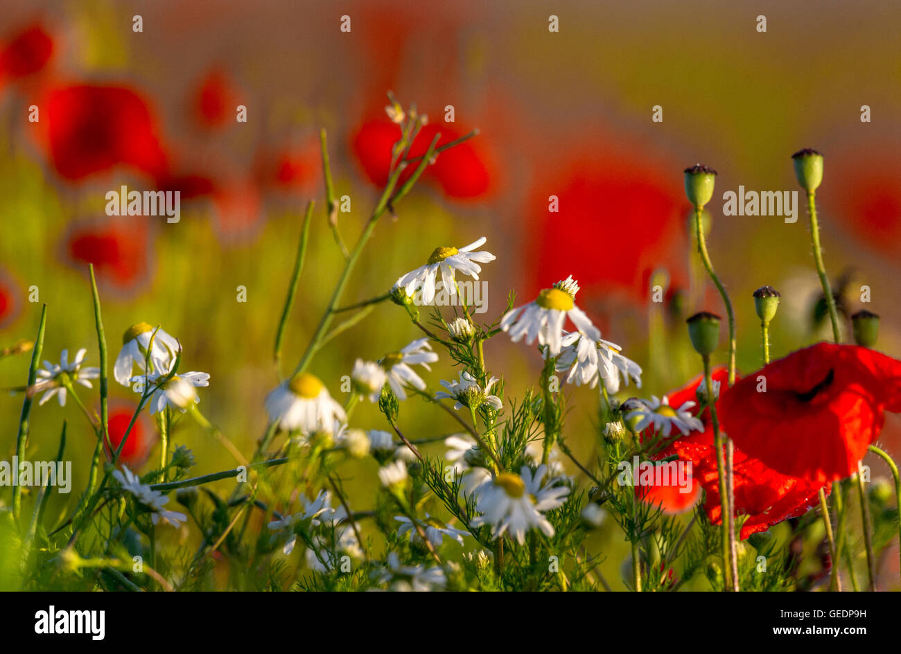Land set a side of wild flowers such as poppies and daisies of pollinators, Norfolk, England. Stock Photo