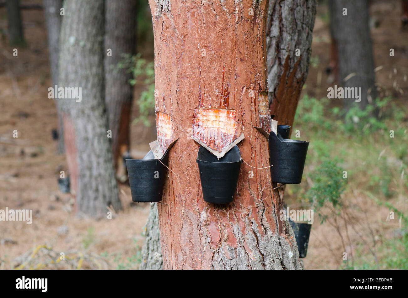 Resin extraction of pine tree in forest, Andalusia, Spain Stock Photo