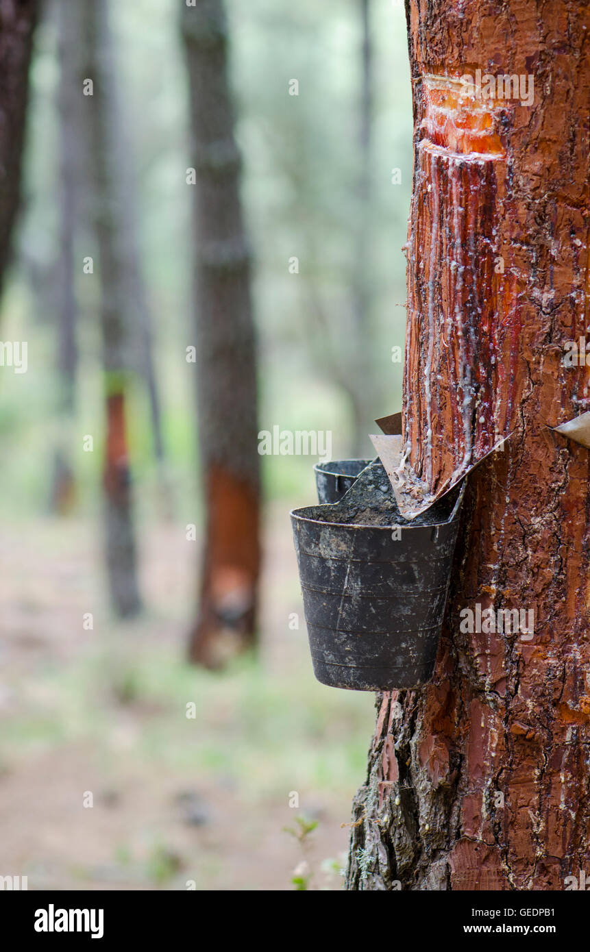 Resin extraction of pine tree in forest, Andalusia, Spain. Stock Photo