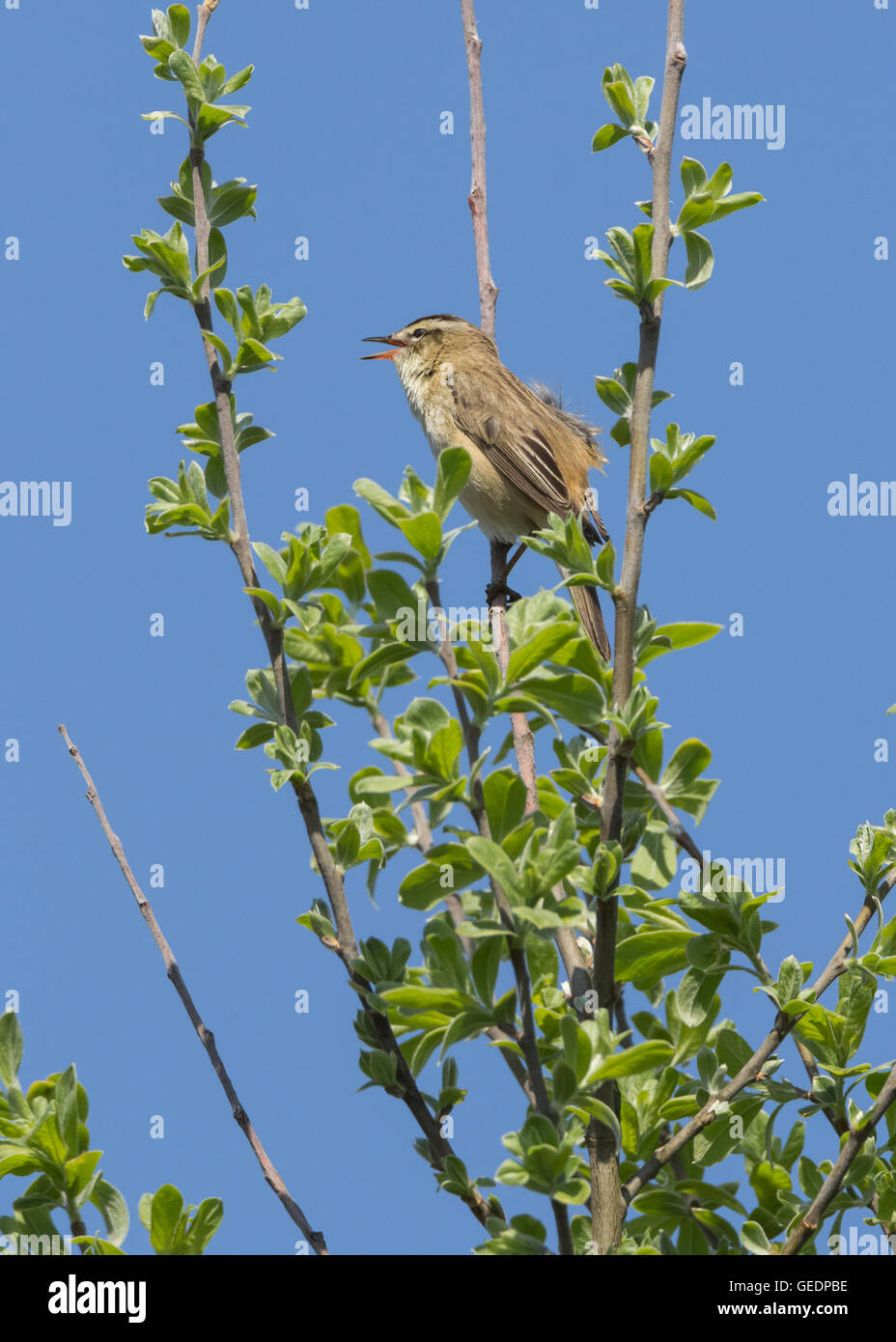 Sedge Warbler at Kirkbean Fishery, Kirkbean, Solway Coast, Dumfries and Galloway Stock Photo