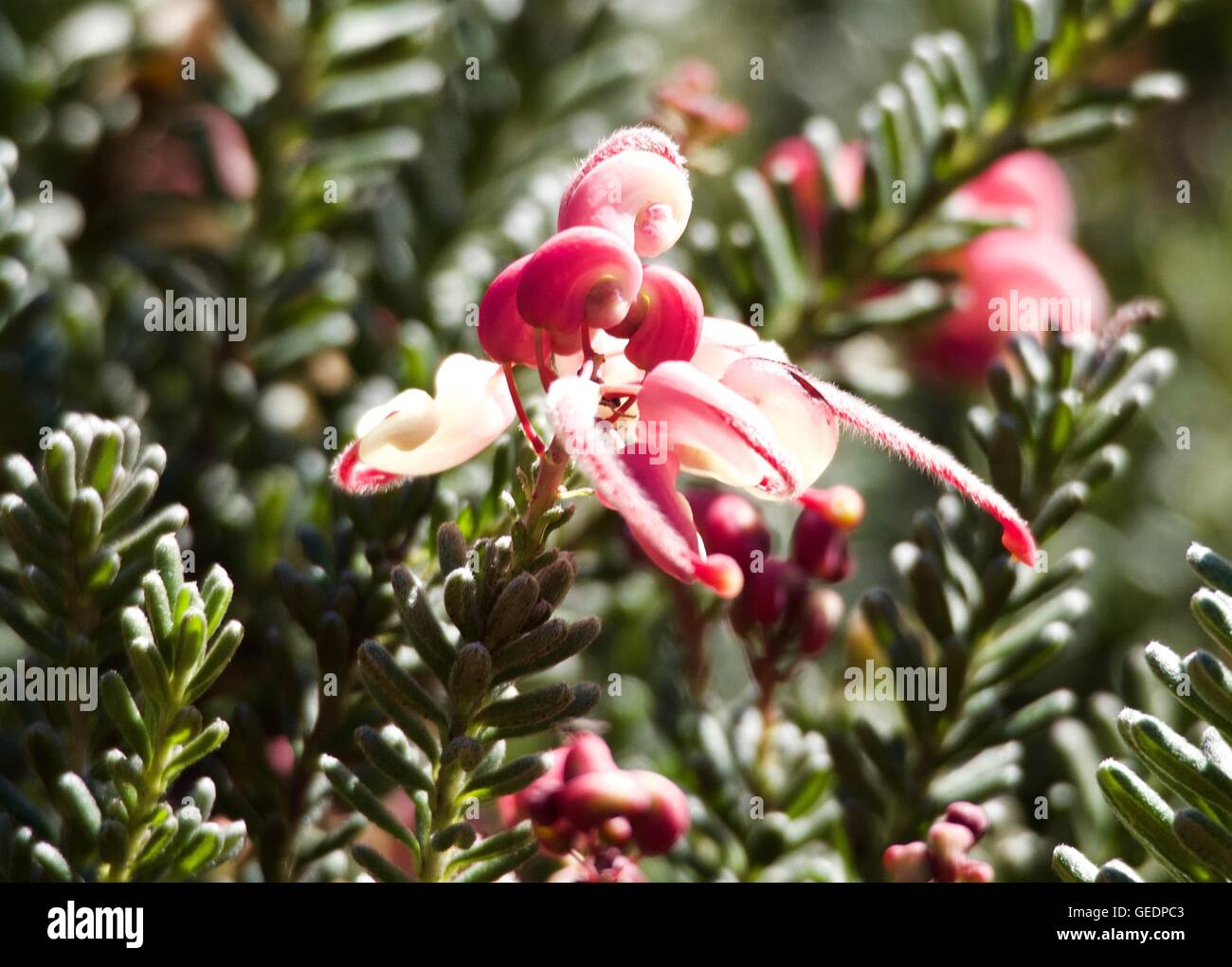 Wild flower in Australia's National Botanical Gardens Stock Photo