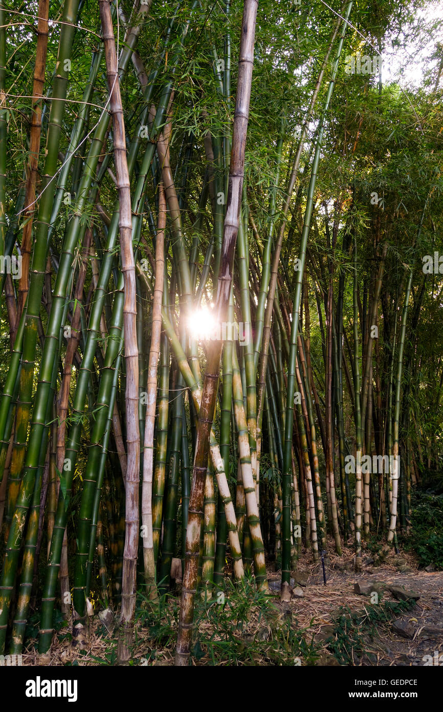 Evergreen bamboo bamboos hires stock photography and images Alamy