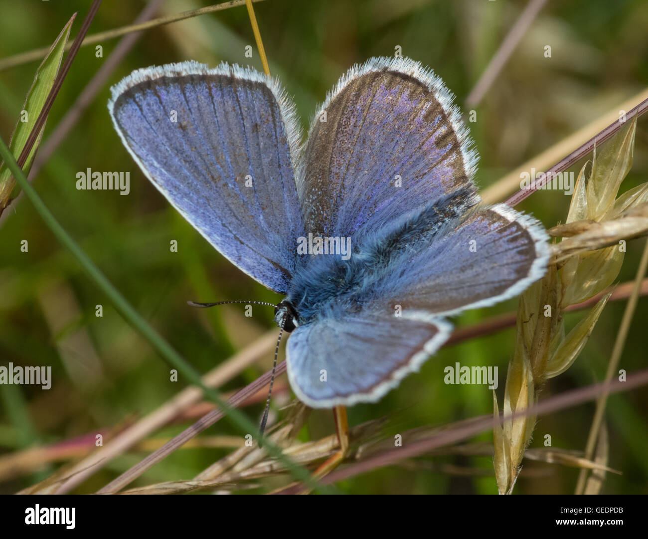 SilverStudded Blue butterfly, Prees Heath, Whitchurch, Shropshire