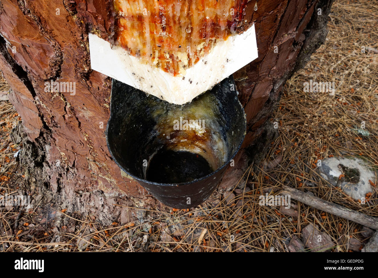 Resin extraction of pine tree in forest, Andalusia, Spain. Stock Photo
