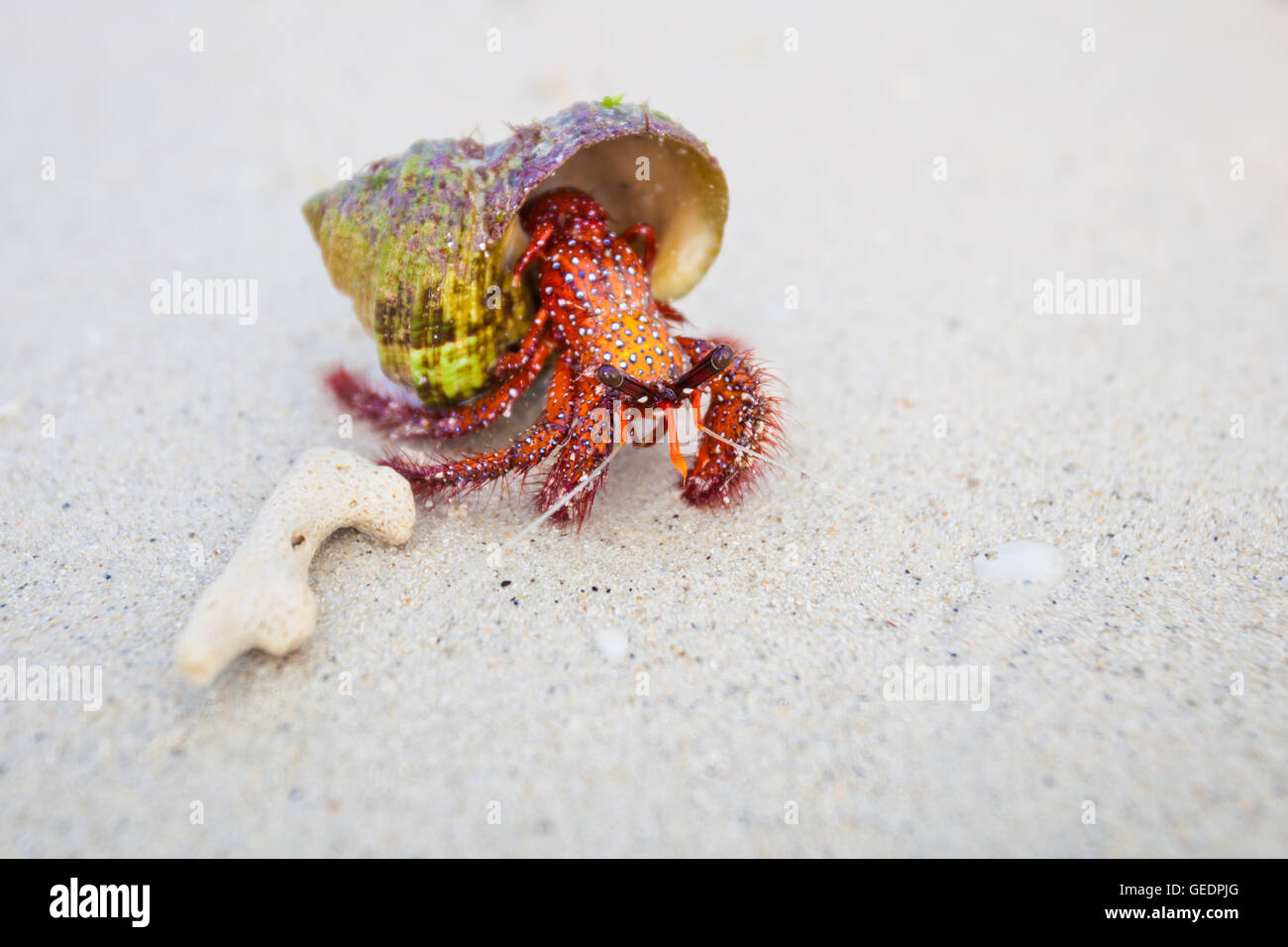 Beautiful red crab on beach on tropical island Koh Phangan in Thailand. Fauna of Chalokum beach. Stock Photo