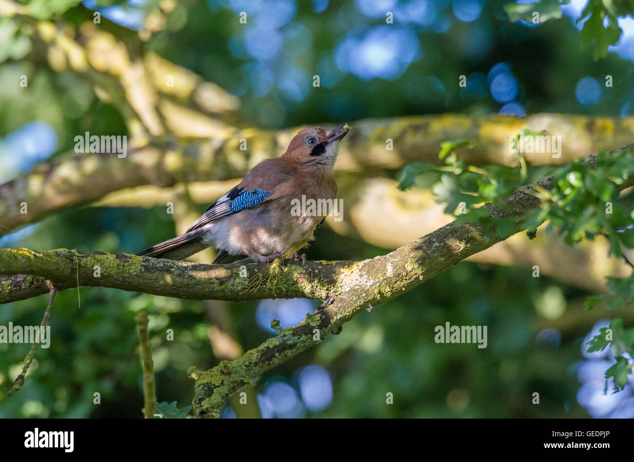 Juvenile Jay perched on a branch eating a barley seed. Stock Photo