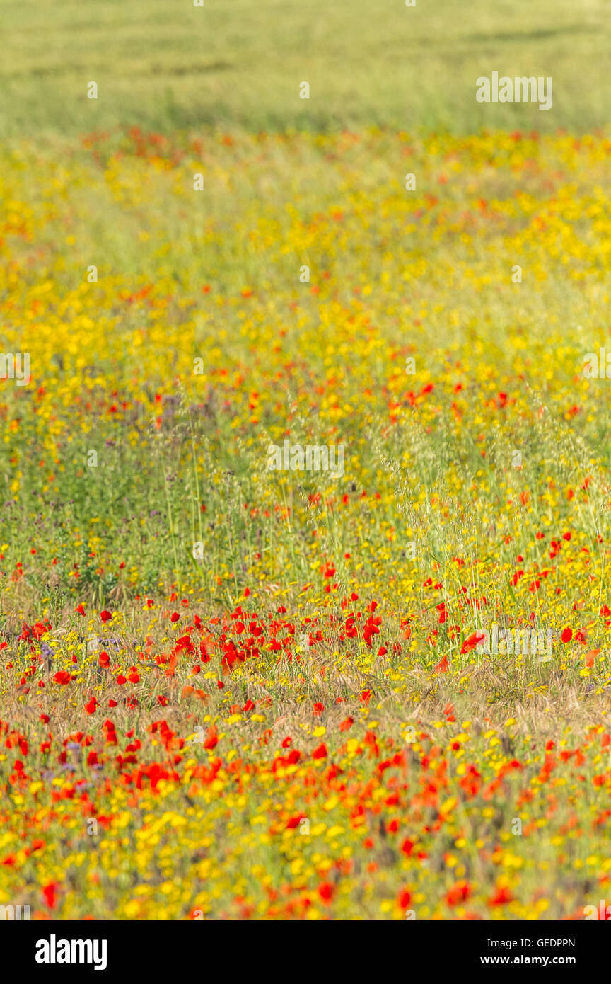 Field full of wild flowers Stock Photo - Alamy