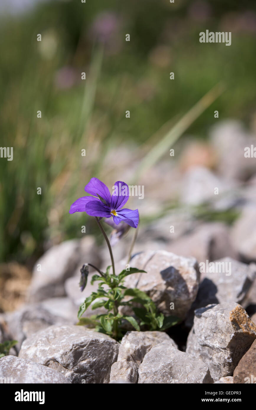 Single flower wild violet among rocks Stock Photo