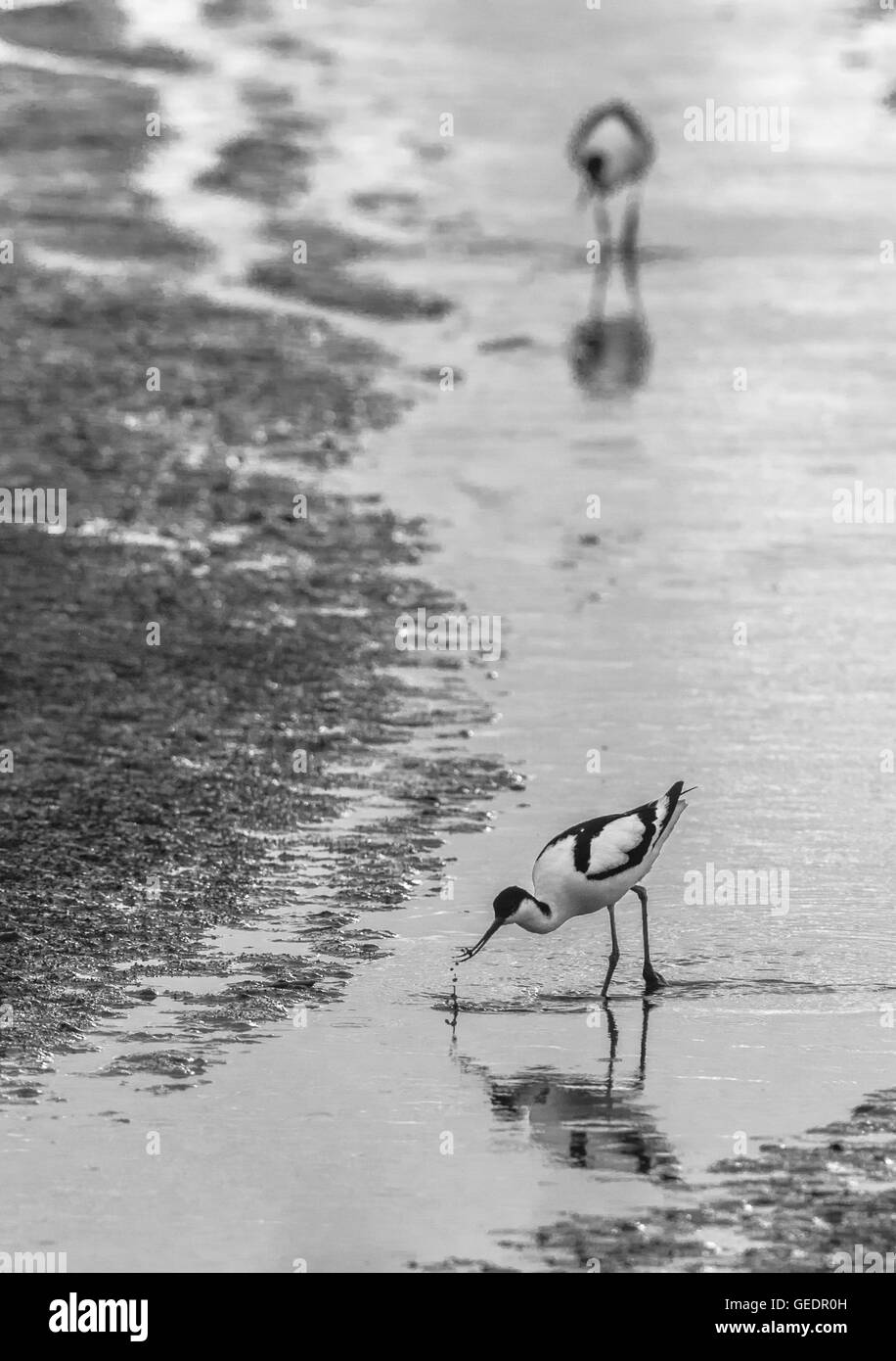 Adult Avocets sweeping its bill through shallow water for food. Stock Photo