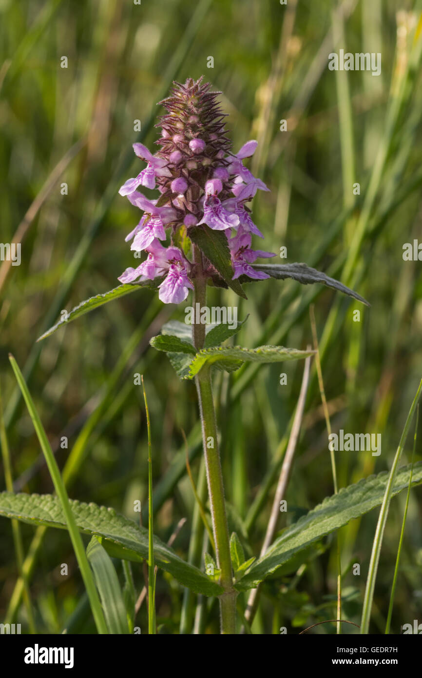 Wet grassland orchid at Caerlaverock NNR, Southwest Scotland Stock Photo