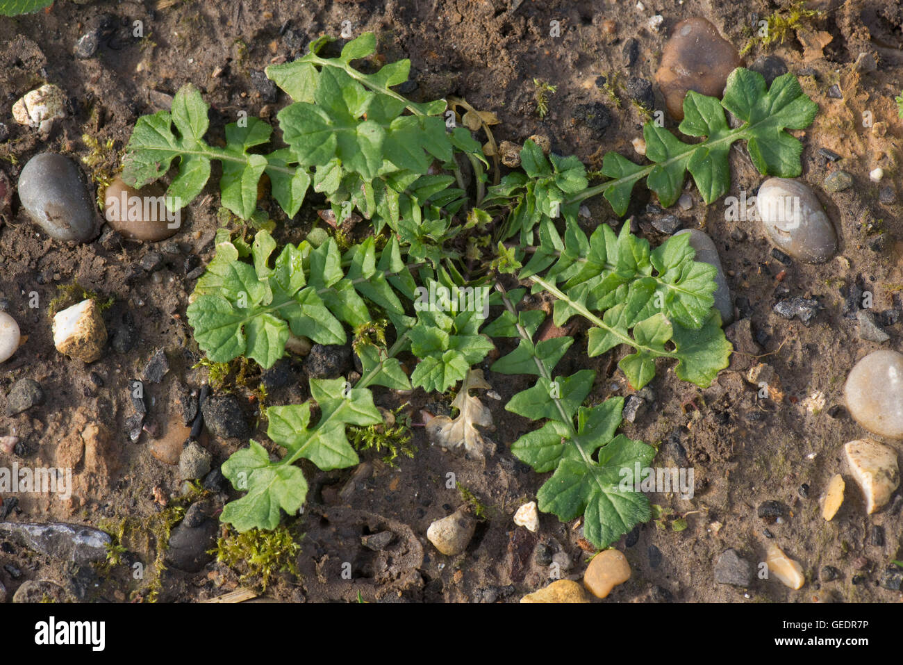 Leaf rosette of shepherd's purse, Capsella bursa-pastoris, a weed of wasteland and gardens Stock Photo