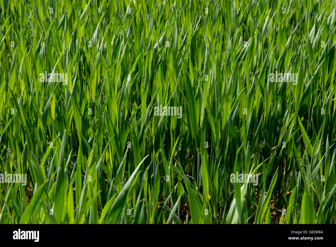Young bearded wheat crop at stage 30, Berkshire, May Stock Photo
