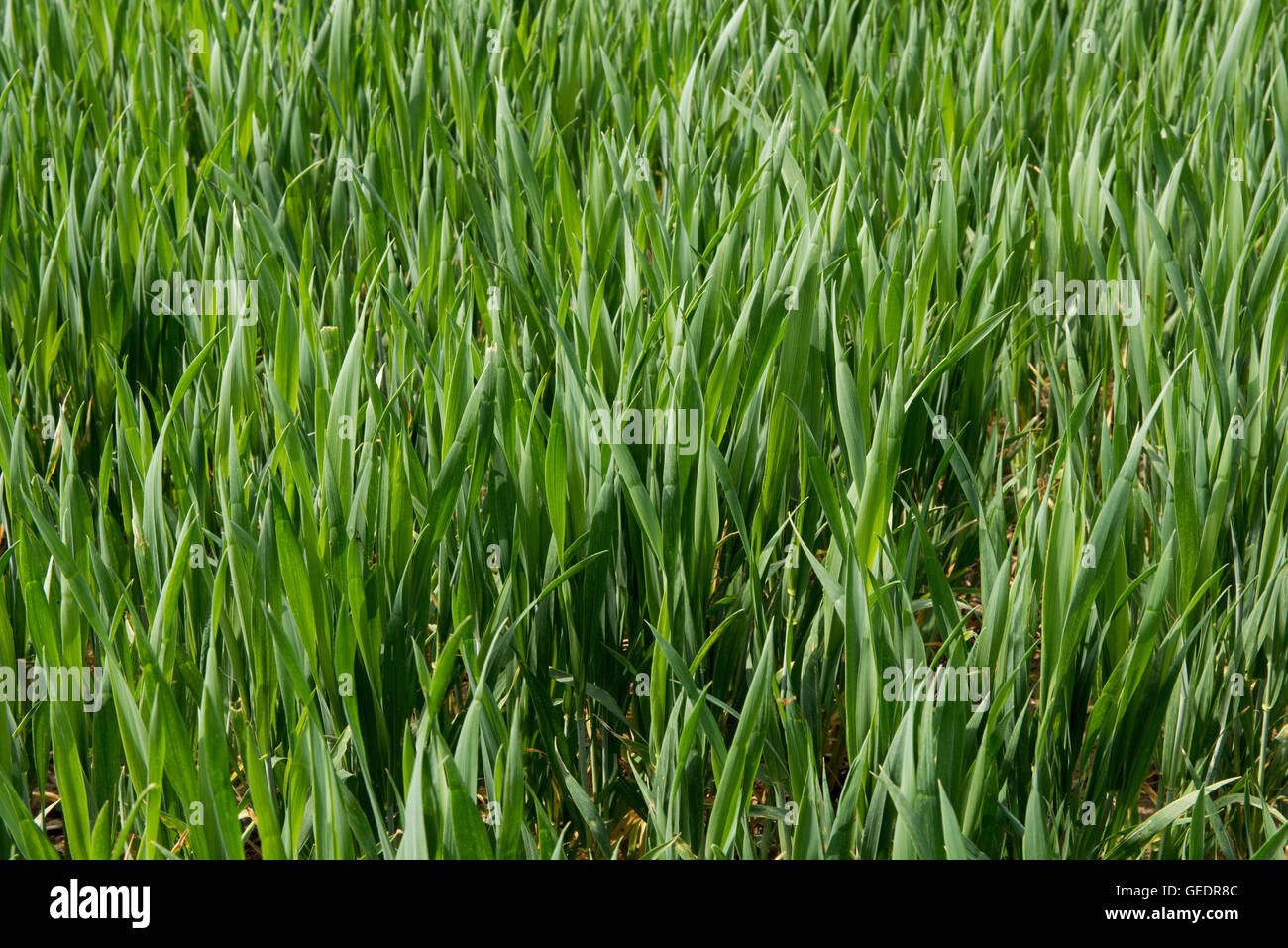 Young bearded wheat crop at stage 30, Berkshire, May Stock Photo