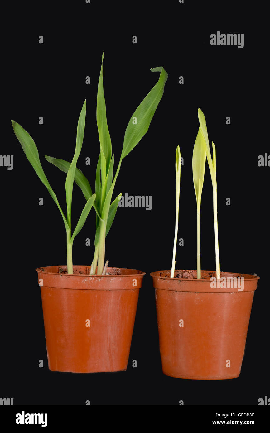 Maize or corn seedlings germinated and grown with and without light severely weakened yellow plants Stock Photo