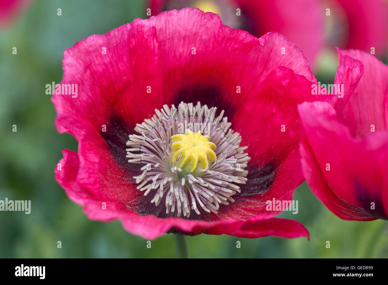 Bright magenta pink opium poppies, Papaver somniferum, grown as a garden annual, Berkshire, June Stock Photo