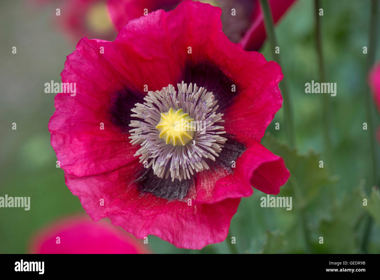 Bright magenta pink opium poppies, Papaver somniferum, grown as a garden annual, Berkshire, June Stock Photo