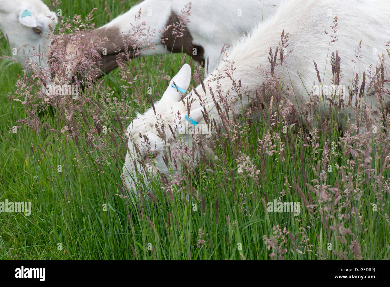Saanen type nanny goat grazing flowering Yorkshire fog grass, Holcus lanatus, June Stock Photo