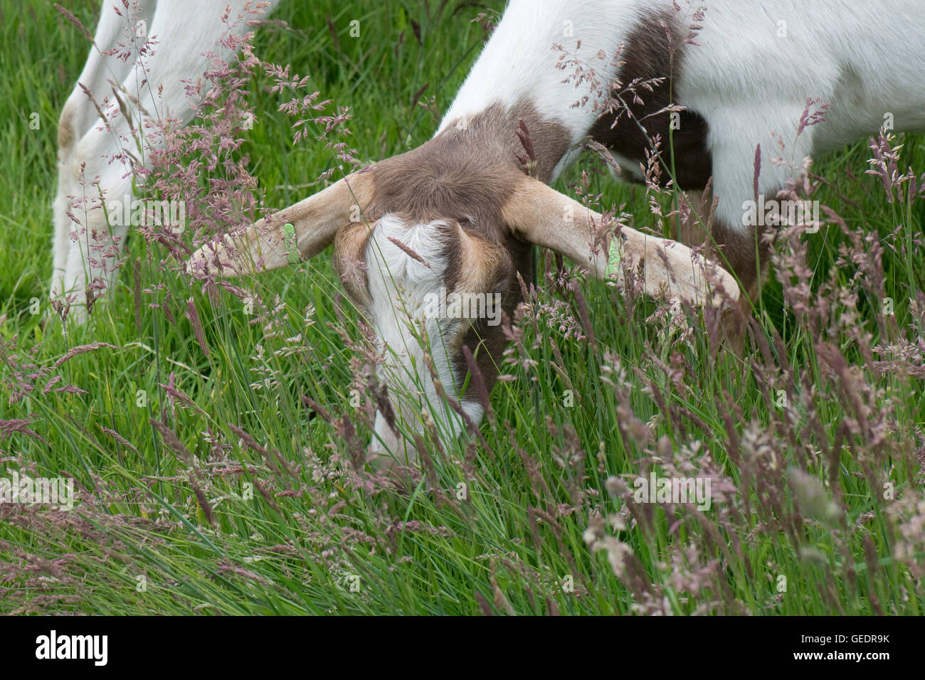 Boer type nanny goat grazing flowering Yorkshire fog grass, Holcus lanatus, June Stock Photo