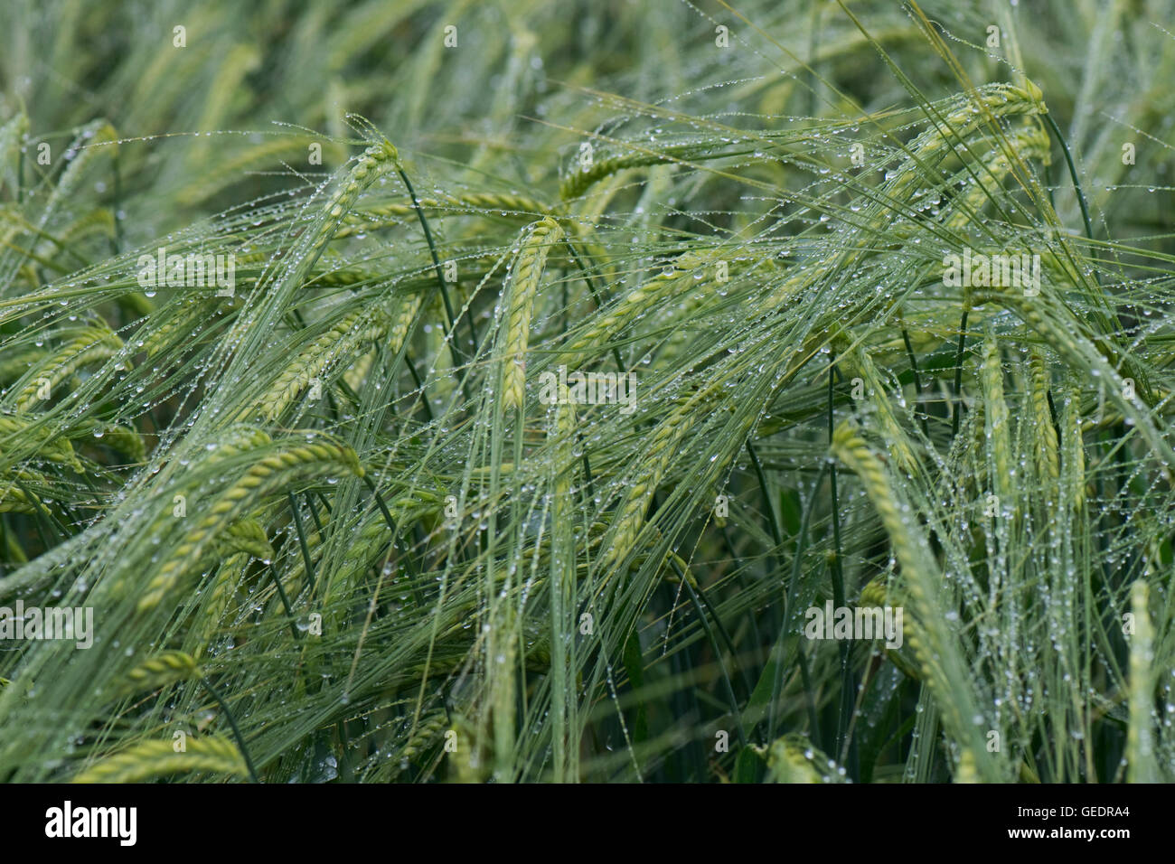 Ears of a green, unripe barley crop after rain with discreet water droplets on the awns, Hampshire, June Stock Photo