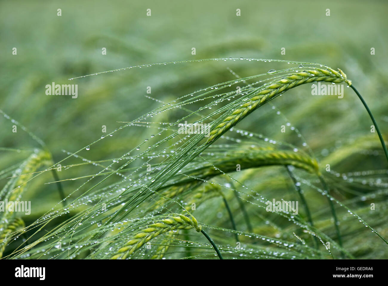 Ears of a green, unripe barley crop after rain with discreet water droplets on the awns, Hampshire, June Stock Photo