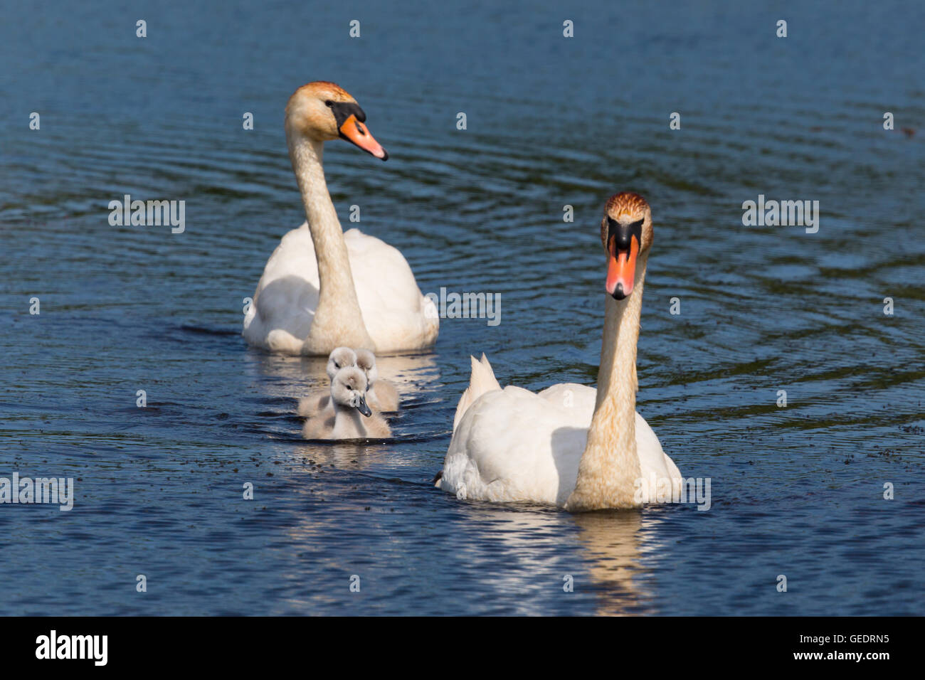 Mute swan family swimming in blue water Stock Photo Alamy
