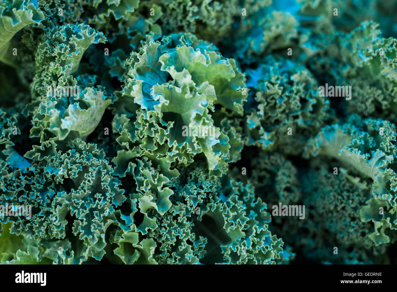 Kale at Market Stock Photo