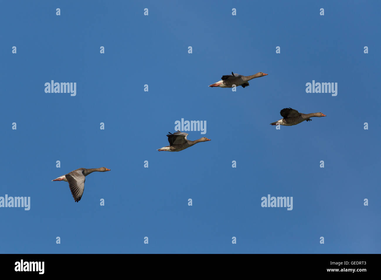 several grey gooses (anser anser) flying in natural environment in blue sky Stock Photo