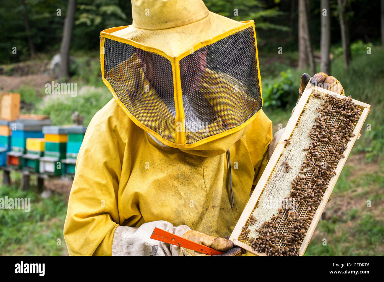 Beekeeper Holding Honeycomb of Bees Stock Photo